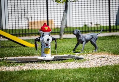 dog running in park