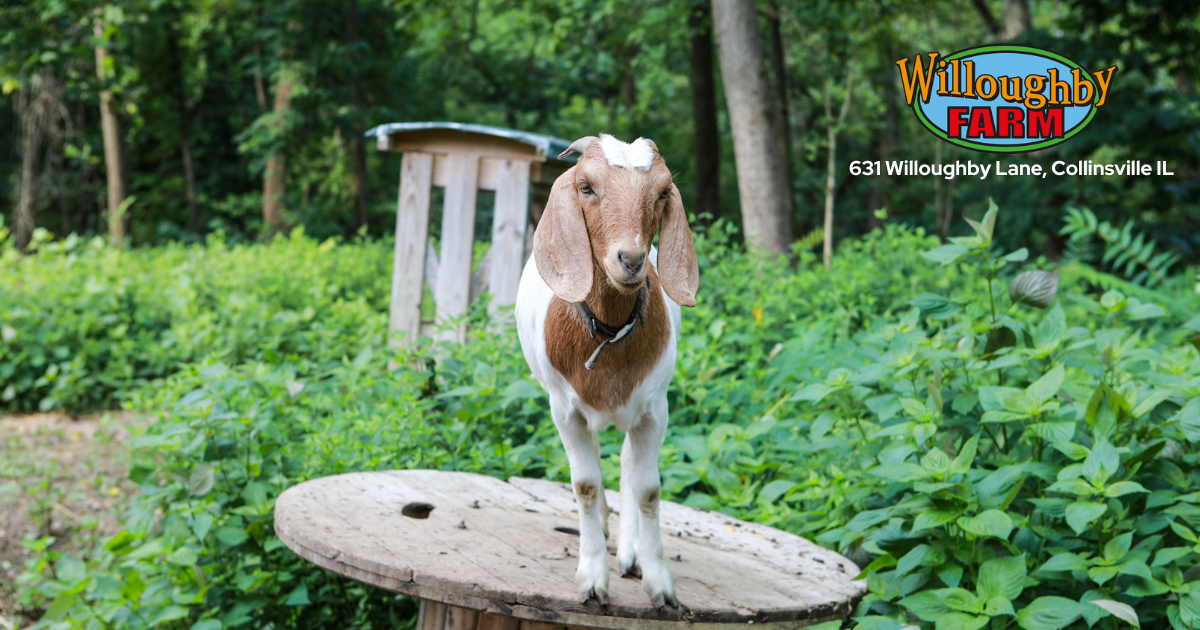 Willoughby Farm Goat with Logo