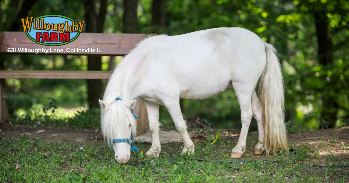 Willoughby Farm horse with Logo